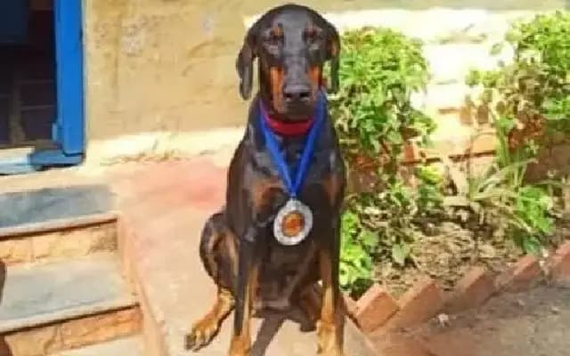 Dogs Maya and Rosie Shine at State Police Duty Meet in Bengaluru