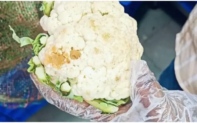 Food Safety Task Force Inspects Hyderabad Restaurants, Flags Multiple Violations