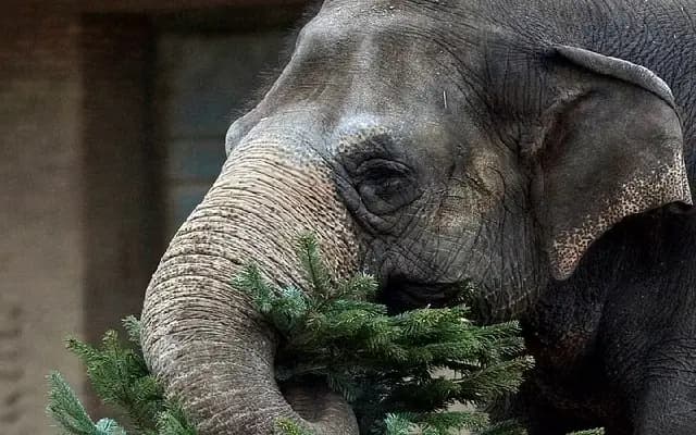 Human-elephant conflict escalates in Chikkamagaluru, leaving trail of casualties