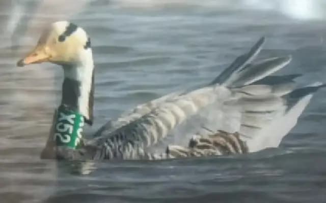 Collared Bar-Headed Goose Spotted at Magadi Lake, Gadag