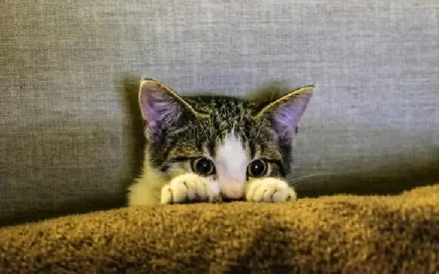 Bengaluru Man Booked for Assaulting Pet Cat After It Defecated in His Room