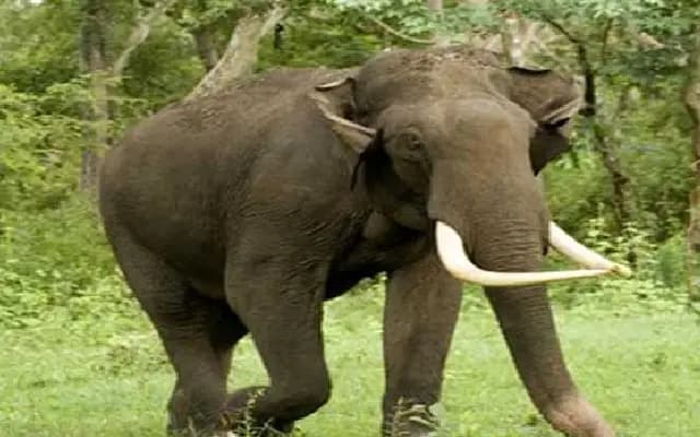 Farmer trampled to death by wild elephant in N R Pura