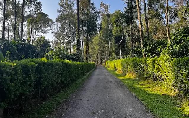 Coorg: a breath of Fresh Air and a Journey Through Nature