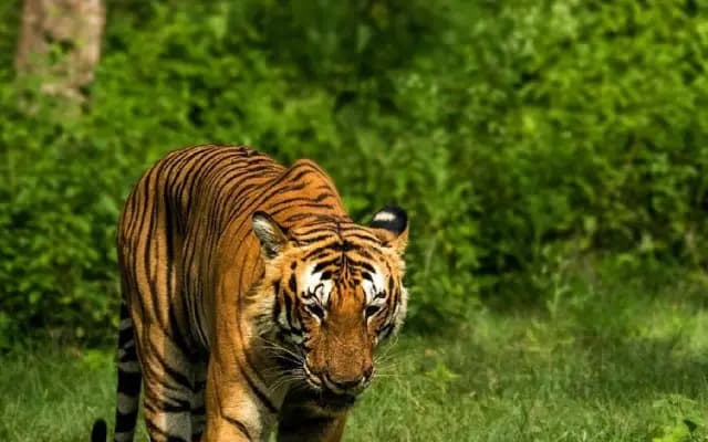 Operation to Track Mysuru Tiger: A Coordinated Effort to Ensure Safety