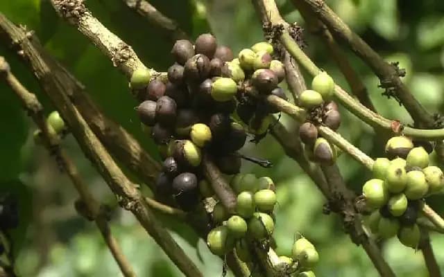 Kodagu farmers face coffee crop losses amid Cyclone Fengal’s heavy rains
