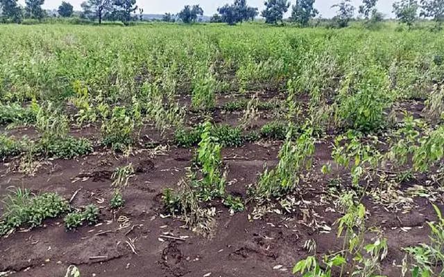 Massive togari crop losses in Kalaburagi due to diseases