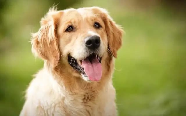 Outrage in Bengaluru: Man Drives with Dogs on Car Roof, Sparks Calls for Action