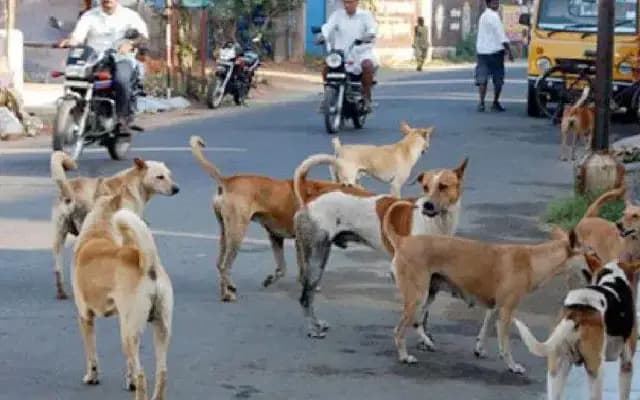 Woman files complaint after being threatened by man pelting stones at street dogs