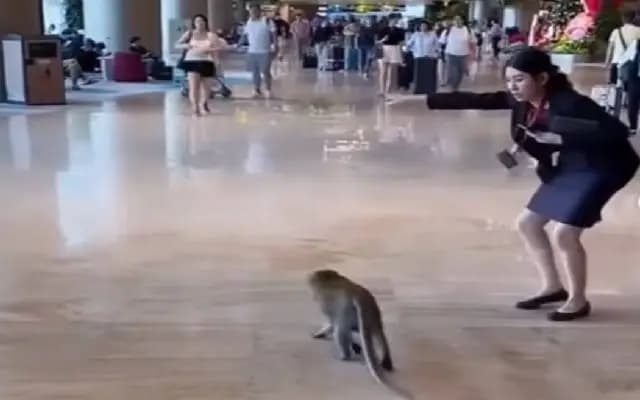 Monkey calmly guided out of Changi Airport by staff in viral video