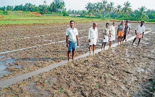 Cyclone Fengal devastates Mattu Gulla crops in Udupi