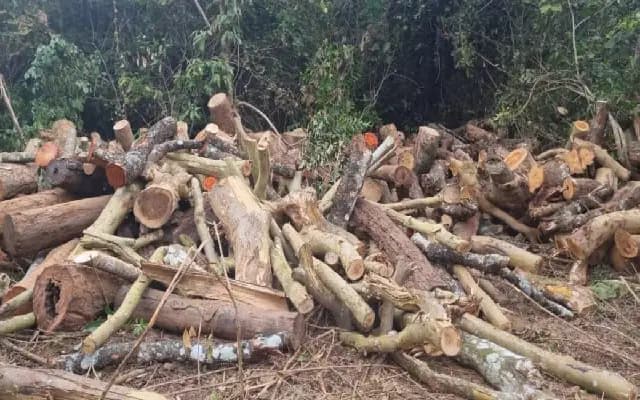 Illegal tree felling: forest officials seize wooden logs in Shankaranarayana