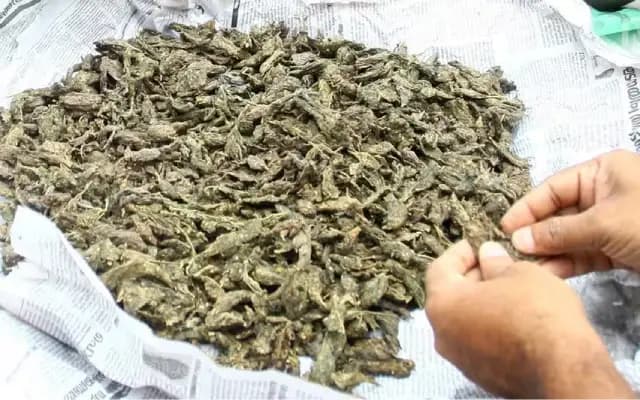 Suspicious items resembling ganja found in Mangaluru prison