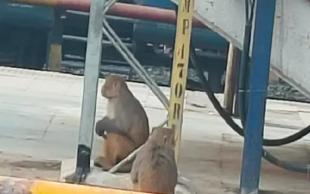 “Monkey Mayhem Briefly Halts Trains at Bihar’s Samastipur Station”