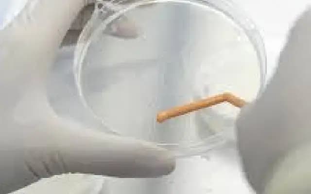 Mysterious Flu-Like Illness in DR Congo: WHO Investigates “Disease X” Outbreak