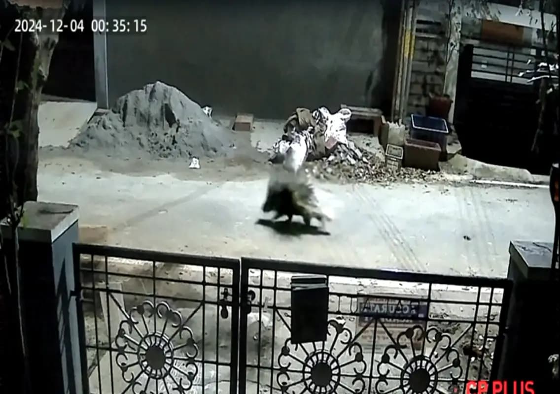 Mysuru: Porcupine sighting triggers panic among residents