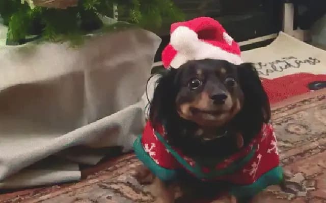 Bear the dog steals the spotlight in his Christmas sweater