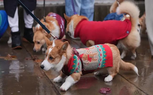 Corgis in Christmas jumpers parade through Central London