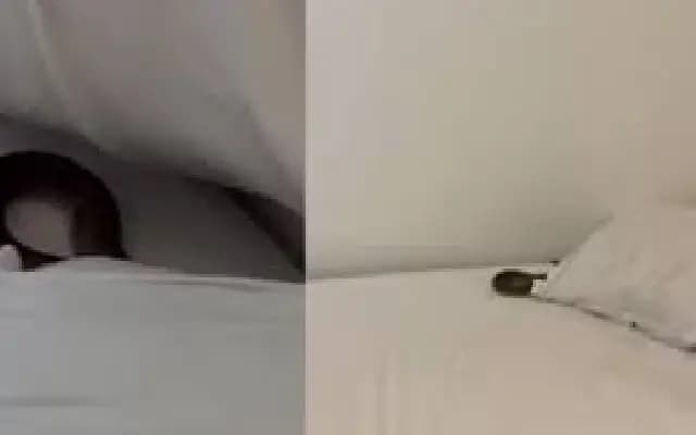 Cape Cobra found under pillow in Stellenbosch bedroom in shocking rescue