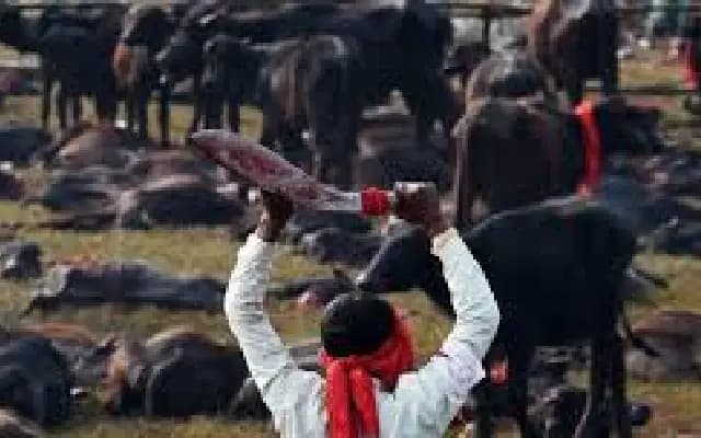 The Gadhimai Festival: Tradition, Controversy, and Animal Sacrifice