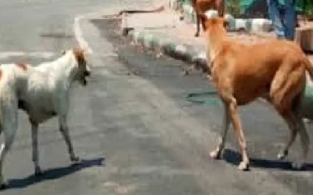 Tragic death of woman in Raichur after falling while fleeing stray dogs