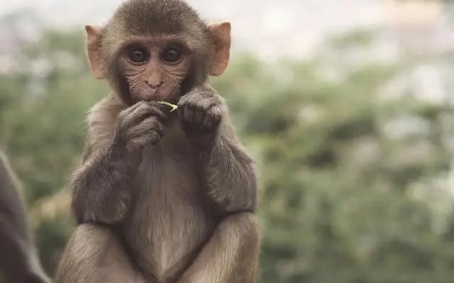 Monkey’s remarkable resilience inspires millions in viral video