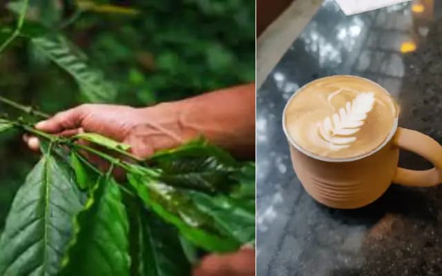 Madikeri Craft coffee brings the essence of Coorg to the City