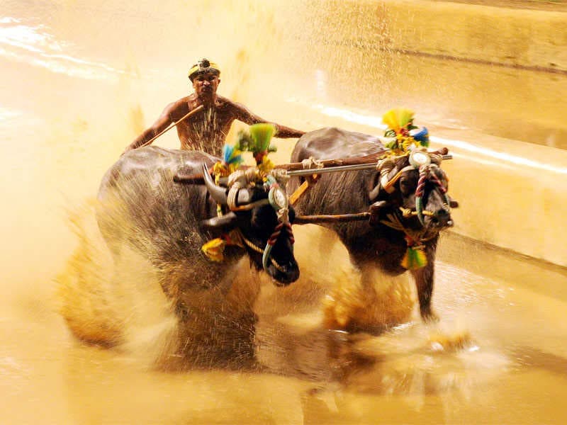 State government considers funding for Kambala events in Dakshina Kannada and Udupi