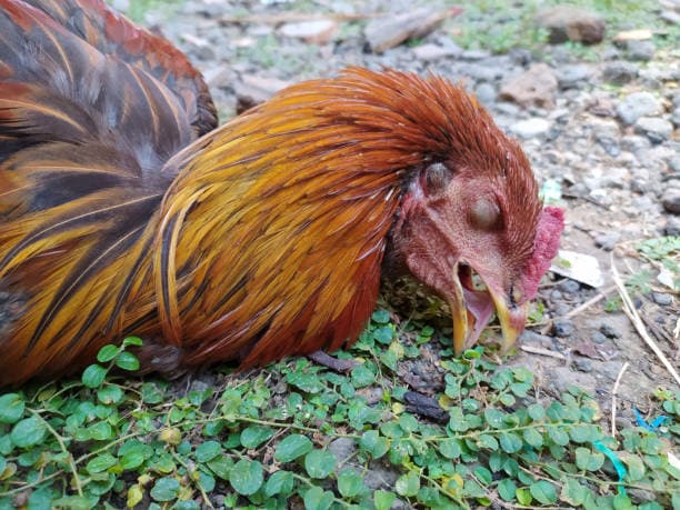 “Mysterious Incident in Sakleshpur: Dead Chickens Emit Fire from Mouths”