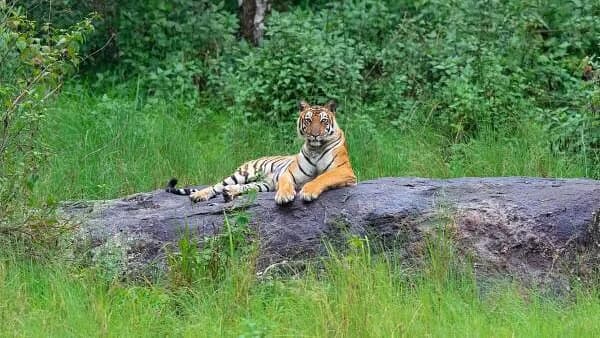 Karnataka’s wildlife management projects hit by major fund cuts from CAMPA