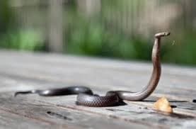 Girl dies due to alleged medical negligence in Karnataka snake bite case