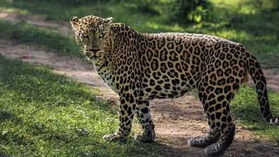 Leopard Sighting Forces Infosys Employees and Trainees to Work from Home in Mysuru