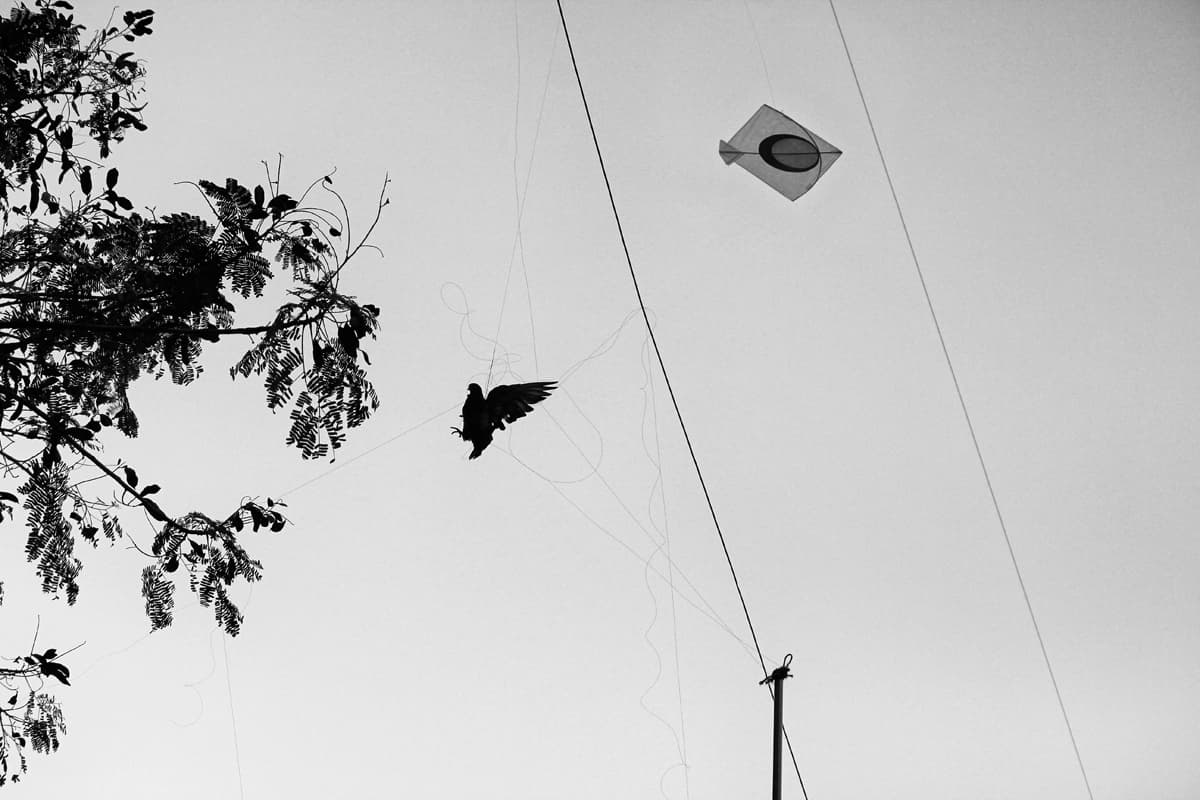 How nylon in kites can injure birds flying in the sky