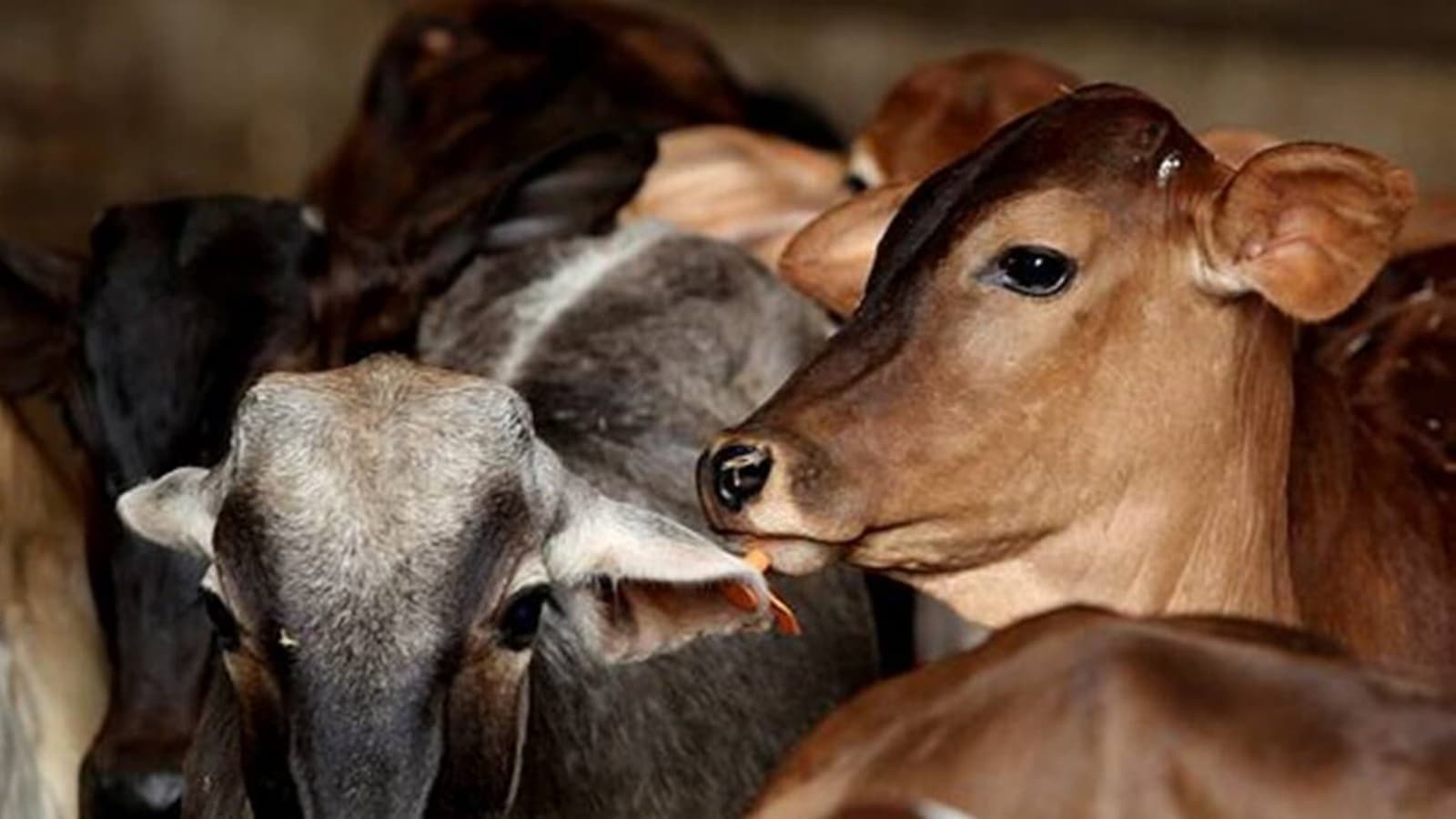 Tension in Bengaluru’s Chamarajapet after cows’ udders severed