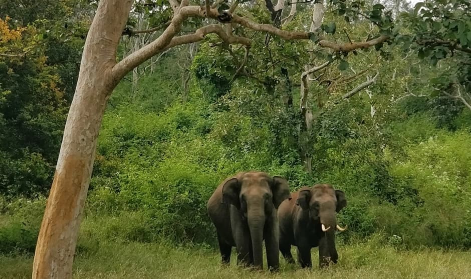 Elephant capture raises concerns over relocation motives