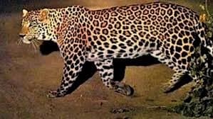 Leopard spotted again on Infosys campus in Mysuru