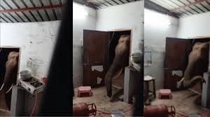 Wild elephant steals rice from house in Coimbatore