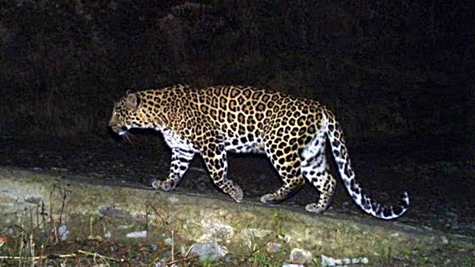 Leopards Spotted in Bengaluru Urban Region, Forest Department Issues Safety Advisory