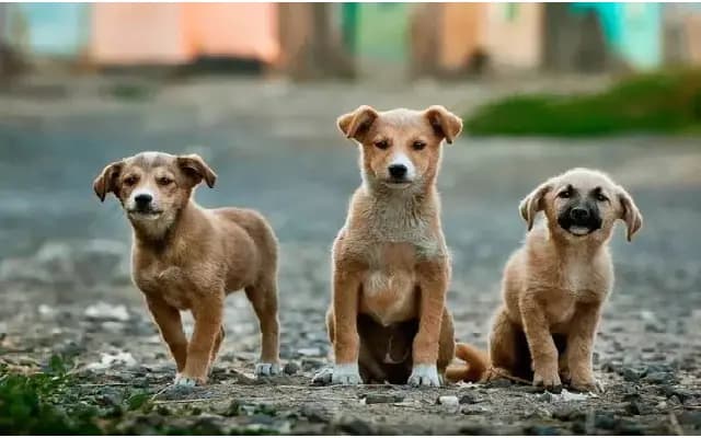 Udupi DC Issues Guidelines to Tackle Stray Dog Menace