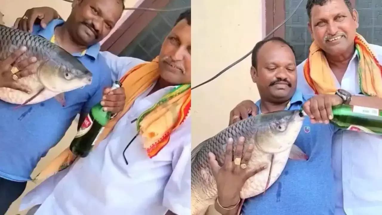 Viral Video of Fish Drinking Beer Sparks Outrage, While Wedding Takes a Cricket Break