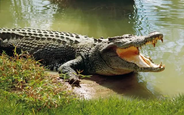 Crocodile Attack in Raichur Sparks Fear Among Villagers