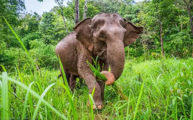 Kodagu’s Elephant Crisis: Govt Sanctions ₹21 Crore for Conflict Mitigation