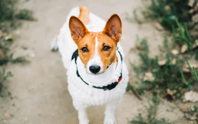 What to Look for When Buying a GPS Collar for Your Dog