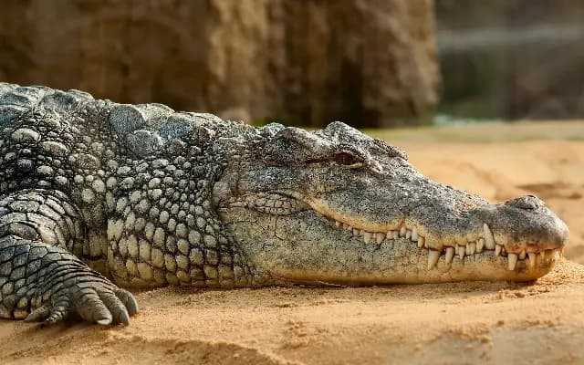 Kalaburagi Farmers Protest with Crocodile Over Nighttime Power Supply