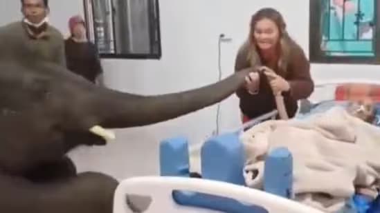 Elephant visits to hospital to say goodbye to dying caretaker