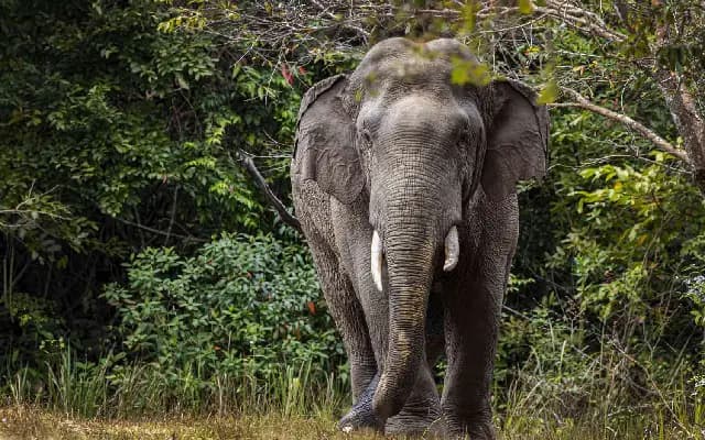 Lone Elephant Disrupts Traffic on Bandipur Route