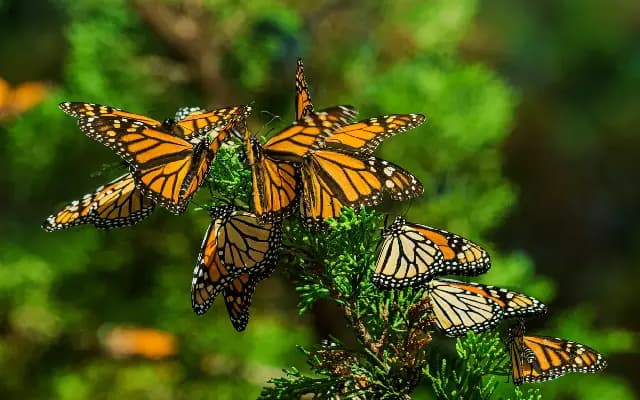 Butterfly Park in Moodbidri Offers Unique Nature-Based Internships