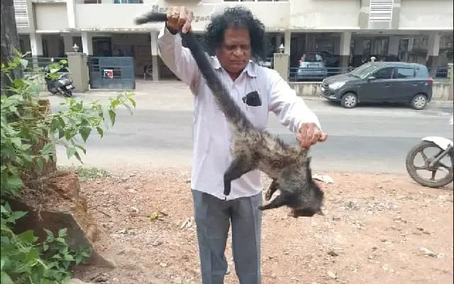 Injured Civet Cat Rescued and Rehabilitated in Udupi