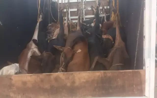 Illegal Cattle Transport Foiled Near Mangaluru; Two Cows Dead
