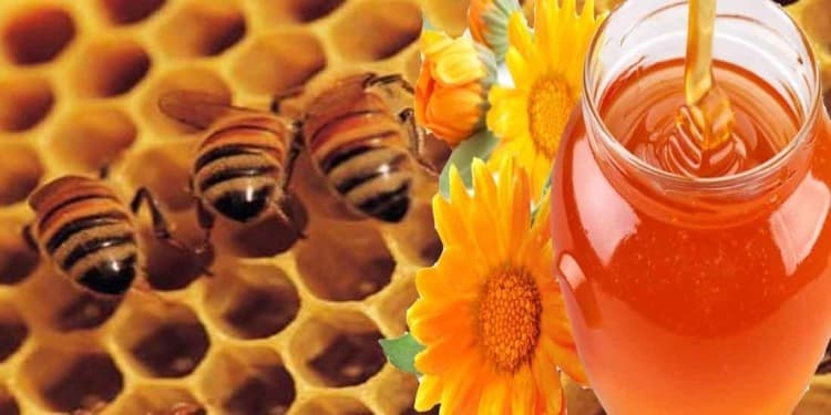 Sweet revolution: Mysuru embraces beekeeping for honey boom