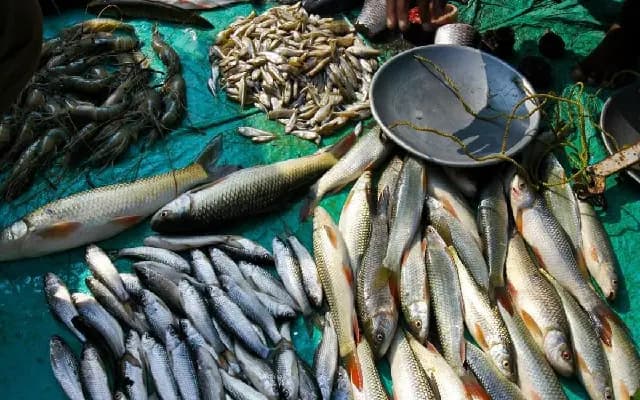 Bengaluru Sees 30% Surge in Fish Prices Amid Rising Demand